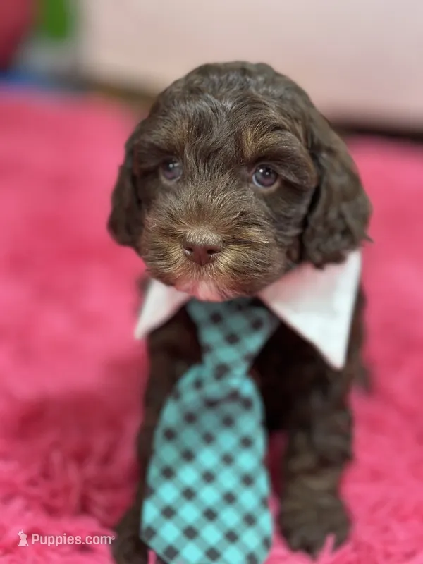Hershey – Cavapoo, Cavalier King Charles Spaniel puppy for sale in Marshfield, MO