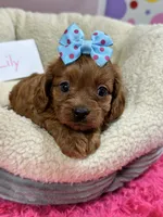 Lily , a female Cavapoo and Cavalier King Charles Spaniel for sale in Marshfield, MO – 5 of 10
