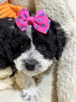 Tulip, a female Cavapoo and Cavalier King Charles Spaniel for sale in Marshfield, MO – 1 of 7
