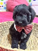 Martin , a male Schnoodle for sale in Marshfield, MO – 4 of 10