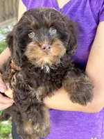 Snickers , a male Cavapoo and Cavalier King Charles Spaniel for sale in Marshfield, MO – 6 of 10