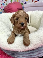 Harper , a female Cavapoo and Cavalier King Charles Spaniel for sale in Marshfield, MO – 4 of 6