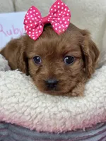 Ruby, a female Cavapoo and Cavalier King Charles Spaniel for sale in Marshfield, MO – 1 of 10