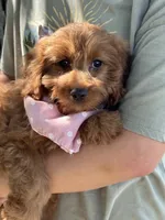 Joy, a female Cavapoo and Cavalier King Charles Spaniel for sale in Marshfield, MO – 5 of 10
