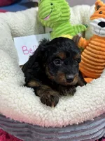 Bella , a female Cavapoo and Cavalier King Charles Spaniel for sale in Marshfield, MO – 8 of 9