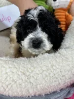 Tulip, a female Cavapoo and Cavalier King Charles Spaniel for sale in Marshfield, MO – 5 of 7