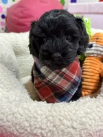 Elvis, a male Cavapoo and Cavalier King Charles Spaniel for sale in Marshfield, MO – 2 of 10