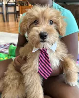 Max, a male Schnoodle for sale in Marshfield, MO – 2 of 10