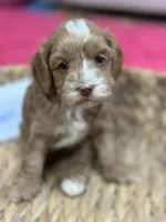 Ruben , a male Cavapoo and Cavalier King Charles Spaniel for sale in Marshfield, MO – 3 of 8