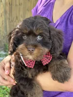 Snickers , a male Cavapoo and Cavalier King Charles Spaniel for sale in Marshfield, MO – 4 of 10