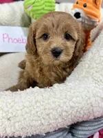 Phoebe, a female Cavapoo and Cavalier King Charles Spaniel for sale in Marshfield, MO – 4 of 8