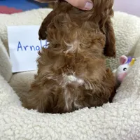 Arnold, a male Cavapoo and Cavalier King Charles Spaniel for sale in Missouri, MO – Photo 10 of 10