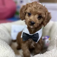 Arnold, a male Cavapoo and Cavalier King Charles Spaniel for sale in Missouri, MO – Photo 9 of 10
