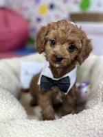 processed/73ed245b-ab36-4eee-ba22-60731d5b332c/listing/ce7ea8bf-c2ea-40da-ab7a-680603d8f5af/1bea2b00-7a41-4a5d-96c3-e0c65d956a44