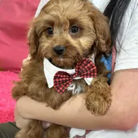 Arnold, a male Cavapoo and Cavalier King Charles Spaniel for sale in Missouri, MO – Photo 3 of 10