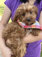 Arnold, a male Cavapoo and Cavalier King Charles Spaniel for sale in Missouri, MO – Photo 6 of 10