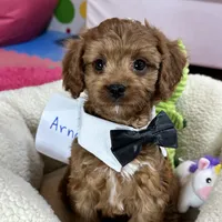 Arnold, a male Cavapoo and Cavalier King Charles Spaniel for sale in Missouri, MO – Photo 7 of 10