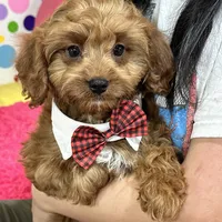 Arnold, a male Cavapoo and Cavalier King Charles Spaniel for sale in Missouri, MO – Photo 1 of 10