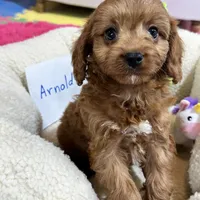 Arnold, a male Cavapoo and Cavalier King Charles Spaniel for sale in Missouri, MO – Photo 8 of 10