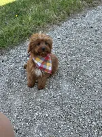 Arnold, a male Cavapoo and Cavalier King Charles Spaniel for sale in Missouri, MO – Photo 4 of 10