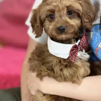 Arnold, a male Cavapoo and Cavalier King Charles Spaniel for sale in Missouri, MO – Photo 4 of 10
