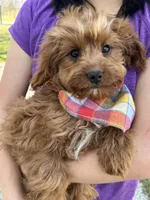 Arnold, a male Cavapoo and Cavalier King Charles Spaniel for sale in Missouri, MO – Photo 3 of 10