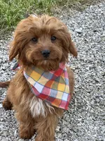 Arnold, a male Cavapoo and Cavalier King Charles Spaniel for sale in Missouri, MO – Photo 2 of 10