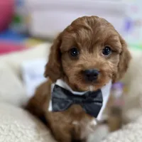 Arnold, a male Cavapoo and Cavalier King Charles Spaniel for sale in Missouri, MO – Photo 6 of 10