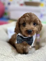 processed/73ed245b-ab36-4eee-ba22-60731d5b332c/listing/ce7ea8bf-c2ea-40da-ab7a-680603d8f5af/f98faf81-7cbd-4463-afb4-ab31ac98a6bb