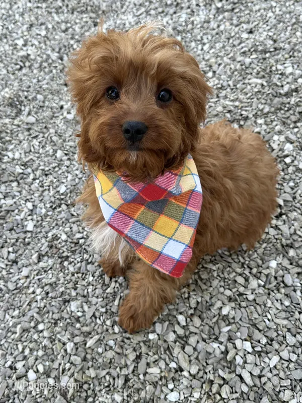 Arnold, a male Cavapoo and Cavalier King Charles Spaniel for sale in Missouri, MO – Photo 1 of 10