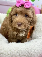 Rose, a female Cavapoo and Cavalier King Charles Spaniel for sale in Marshfield, MO – 3 of 7