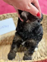 Paisley, a female Cavapoo and Cavalier King Charles Spaniel for sale in Marshfield, MO – 10 of 10