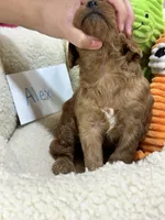 Alex , a male Cavapoo and Cavalier King Charles Spaniel for sale in Marshfield, MO – 7 of 7