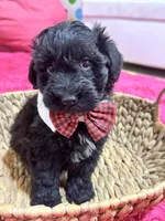 Martin , a male Schnoodle for sale in Marshfield, MO – 8 of 10