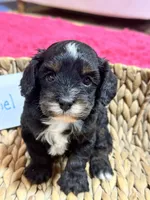 Gabriel , a male Cavapoo and Cavalier King Charles Spaniel for sale in Marshfield, MO – 5 of 8