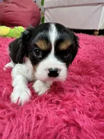 Ace , a male Cavalier King Charles Spaniel for sale in Marshfield, MO – 10 of 10