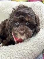 Hershey, a male Cavapoo and Cavalier King Charles Spaniel for sale in Marshfield, MO – 7 of 10