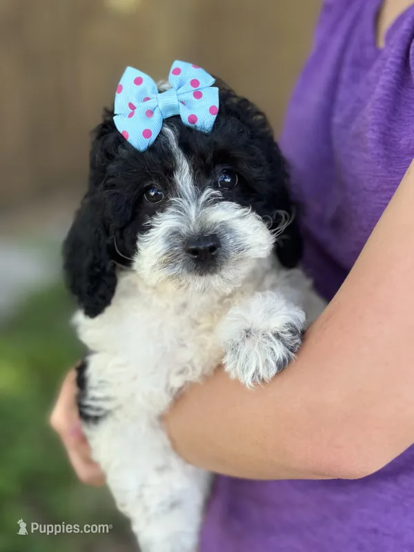 Tulip – Cavapoo, Cavalier King Charles Spaniel puppy for sale in Marshfield, MO