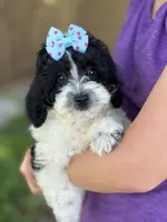 Tulip sale pending , a female Cavapoo and Cavalier King Charles Spaniel for sale in Marshfield, MO – 1 of 10