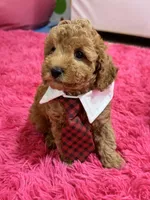 Gus, a male Cavapoo and Cavalier King Charles Spaniel for sale in Marshfield, MO – 5 of 10