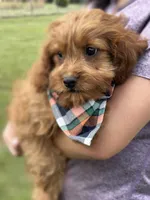 Henry, a male Cavapoo for sale in Missouri, MO – Photo 3 of 9