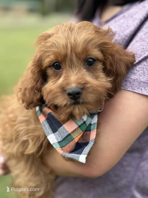 Henry – Cavapoo puppy for sale in Missouri, MO