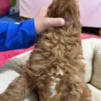 Henry, a male Cavapoo for sale in Missouri, MO – Photo 9 of 9