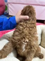 Henry, a male Cavapoo for sale in Missouri, MO – Photo 6 of 8