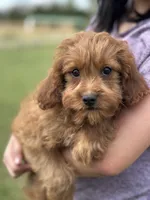 Henry, a male Cavapoo for sale in Missouri, MO – Photo 4 of 9