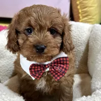 Henry, a male Cavapoo for sale in Missouri, MO – Photo 8 of 9
