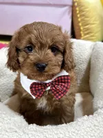 Henry, a male Cavapoo for sale in Missouri, MO – Photo 4 of 8