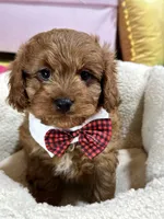 Henry, a male Cavapoo for sale in Missouri, MO – Photo 5 of 8