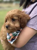 Henry, a male Cavapoo for sale in Missouri, MO – Photo 5 of 9