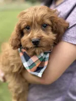 Henry, a male Cavapoo for sale in Missouri, MO – Photo 2 of 9